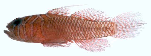 ปลาบู่
Priolepis nuchifasciata   (Günther, 1873) ขนาด 
4cm