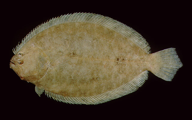 ปลาลิ้นควาย
Pseudorhombus arsius   (Hamilton, 1822) 
ขนาด 30cm