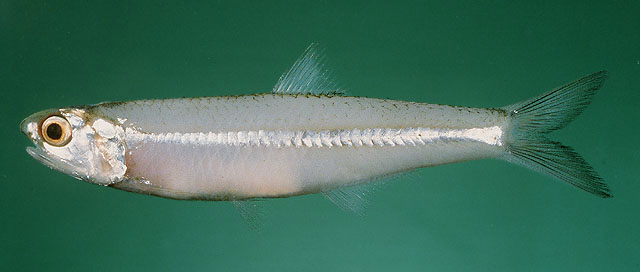 ปลากะตัก
Stolephorus commersonnii   Lacepède, 1803 
ขนาด 10 cm