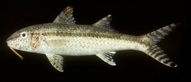 ปลาแพะลาย
Upeneus tragula   Richardson, 1846  
Freckled goatfish  
ขนาด 30cm