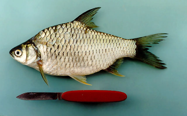 ปลาตะเพียนขาว
Barbonymus gonionotus   (Bleeker, 1850)  
Silver barb  
ขนาด 40cm