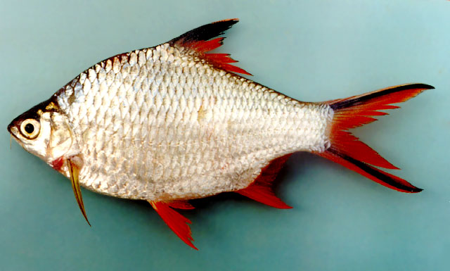 ปลากระแหทอง ลำปำ
Barbonymus schwanenfeldii   (Bleeker, 1853)  
Tinfo