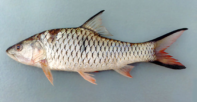 ปลากระสูบขีด
Hampala macrolepidota   Kuhl & Van Hasselt, 1823  
Hampala barb  
ขนาด 60cm
******ป