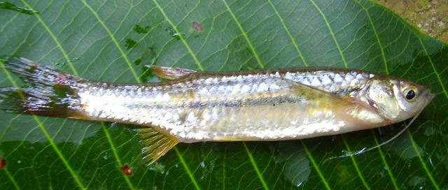 ปลาซิวหนวดยาว
Esomus danricus   (Hamilton, 1822)  
Flying barb  
ขนาด 7cm