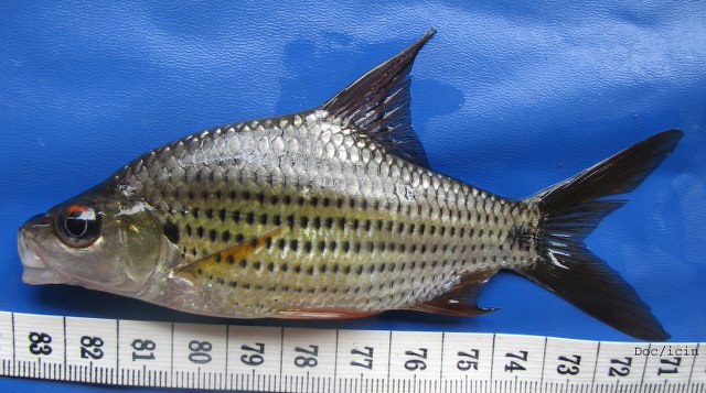 ปลาไส้ตันตาแดง
Cyclocheilichthys apogon   (Valenciennes, 1842)  
Beardless barb  
ขนาด 25cm