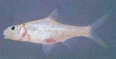 ปลากะทิ
Cyclocheilichthys heteronema   (Bleeker, 1853) 
ขนาด 13cm