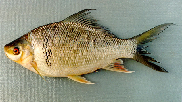 ปลาพรมหัวเหม็น
Osteochilus melanopleurus   (Bleeker, 1852
ขนาด