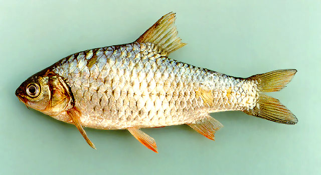 ปลาแก้มชำ ปลาหางแดง
Puntius orphoides   (Valenciennes, 1842)  
Javaen barb  
ขนาด 25cm
****ปลาหา