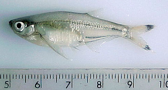 ปลาแปบหางดอก
Parachela maculicauda   (Smith, 1934)
 ขนาด 6cm