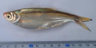 ปลาแปบขาว
Parachela oxygastroides   (Bleeker, 1852)  
Glass fish  
ขนาด