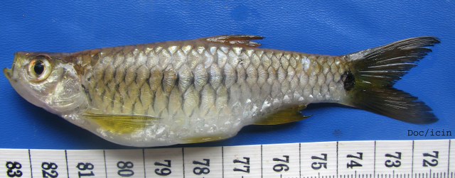 ปลาซิวควายสุมาตรา
Rasbora sumatrana   (Bleeker, 1852) ขนา