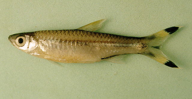 ปลาซิวหางกรรไกร
Rasbora trilineata   Steindachner, 1870  
Three-lined rasbora  
ขนาด 8cm
