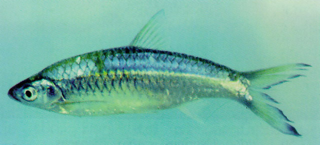 ปลาซิว
Rasbora aurotaenia   Tirant, 1885  
Pale rasbora  
ขนาด 8cm
