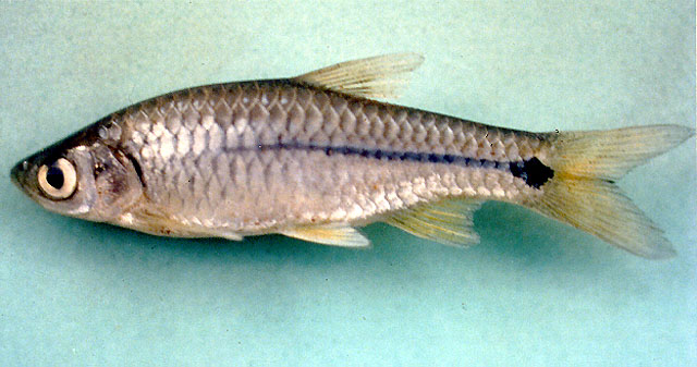 ปลาซิวควาย
Rasbora paviana   Tirant, 1885  
Sidestripe rasbora  
ขนาด 8 cm