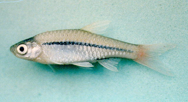 ปลาซิวRasbora borapetensis   Smith, 1934  
Blackline rasbora  
ขนาด 10cm