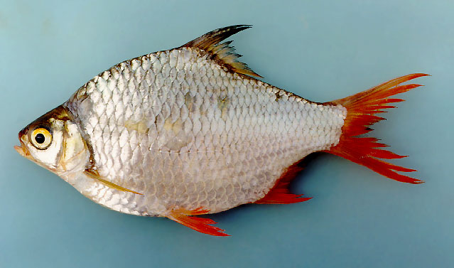 ปลาตะเพียนทอง
Rasbora borapetensis   Smith, 1934  
Blackline rasbora  
