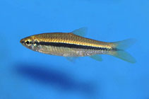 ปลาซิวควายข้างเงิน
Rasbora argyrotaenia   (Bleeker, 1850)  
Silver rasbora 
ขนาด 10cm