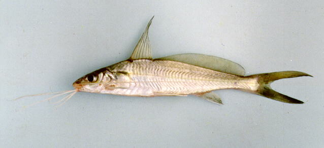 ปลาแขยงใบข้าว
Mystus singaringan   (Bleeker, 1846) ขนาด 25cm
***