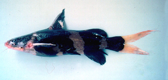 ปลากดหิน 
Pseudomystus siamensis   (Regan, 1913)  
Asian bumblebee catfish  
ขนาด 15cm