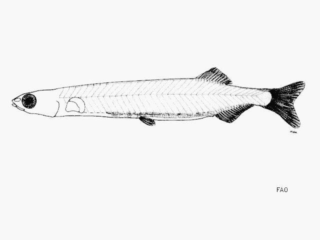 ปลาถั่วงอก
Sundasalanx praecox   Roberts, 1981  
Dwarf noodlefish  
ขนาด 2.5cm

