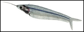 ปลาก้างพระร่วง
Kryptopterus bicirrhis   (Valenciennes, 1840)  
Glass catfish  
ขนาด 7cm