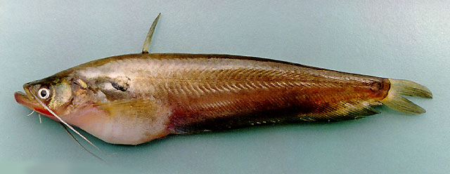 ปลาชะโอน สยุมพร
Ompok bimaculatus   (Bloch, 1794)  
Butter catfish  
