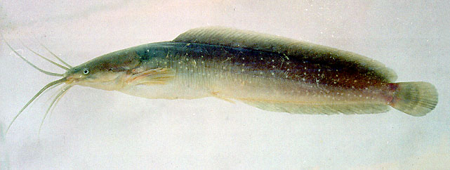 ปลาดุกด้าน
Clarias batrachus   (Linnaeus, 1758)  
Philippine catfish  
ขน
