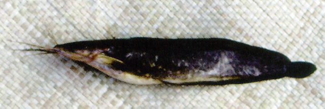 ปลาดุกอุย ดุกเนื้ออ่อน
Clarias macrocephalus   Günther, 1864  
Bighead catfish  
ขนาด 60cm