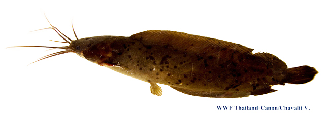ปลาดุกเลน ดัก
Clarias meladerma   Bleeker, 1846  
Blackskin catfish 
ขนาด 35cm