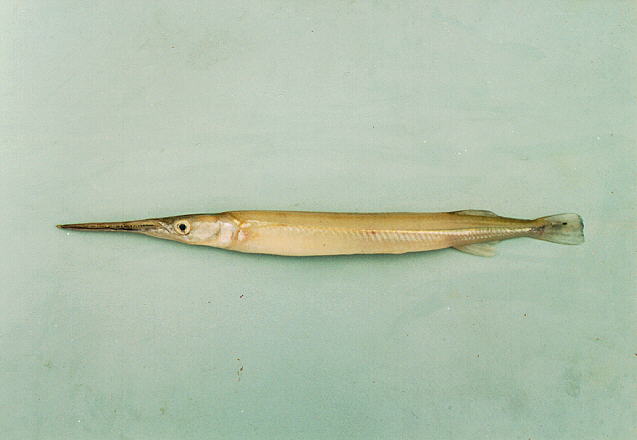 ปลากะทุงเหวเมือง
Xenentodon cancila   (Hamilton, 1822)  
Freshwate