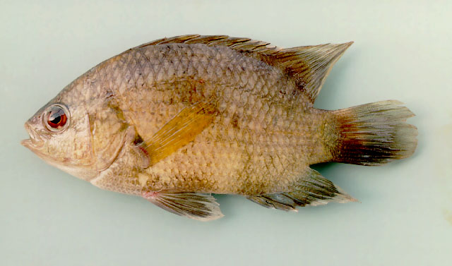ปลาหมอช้างเหยียบ ปลาตรับ
Pristolepis fasciata   (Bleeker, 1851)  
Malayan leaffish  
ขนาด 25cm
*