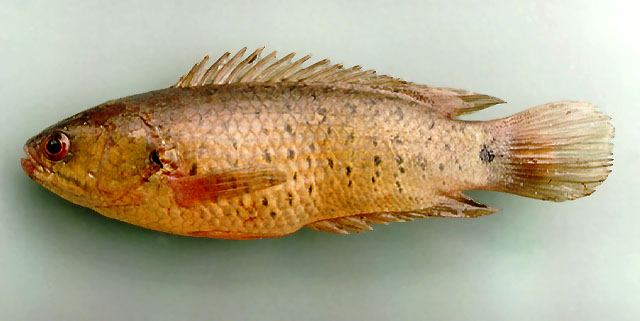 ปลาหมอไทย
Anabas testudineus   (Bloch, 1792)  
Climbing perch  
ขนาด 25cm
***ตกสนุกใช้เบ้ดไม้ไผ่