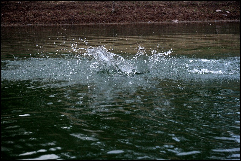 ภาพนี้โดดโชว์เลยครับถ่ายทันตอนโดดลงน้ำไปแล้วเห็นแต่หางไวๆ