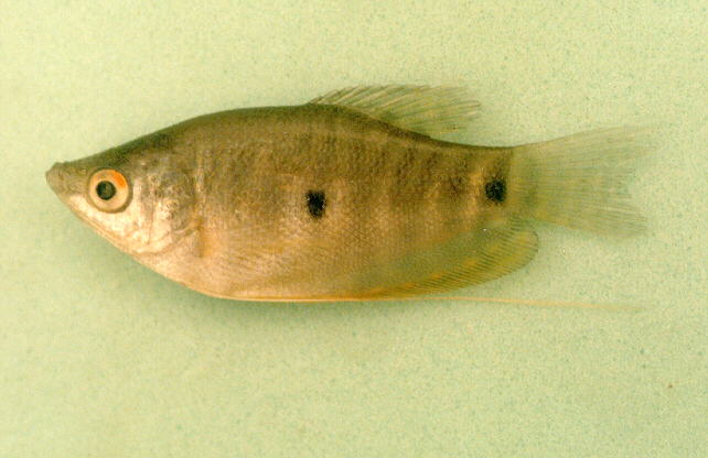 ปลากระดี่หม้อ
Trichogaster trichopterus   (Pallas, 1770)  
Three spot go