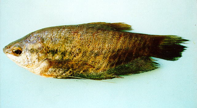 ปลาสลิด
Trichogaster pectoralis   (Regan, 1910)  
Snakeskin gourami  
ขนาด 