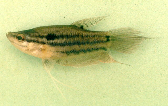 ปลากริมควาย
Trichopsis vittata   (Cuvier, 1831)  
Croaking gourami  
ขน