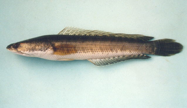 ปลาช่อน
Channa striata   (Bloch, 1793)  
Striped snakehead  
ขนาด 60cm
ป