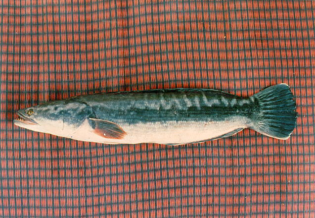 ปลาชะโด
Channa micropeltes   (Cuvier, 1831)  
Indonesian snakehead  
ขนาด 1