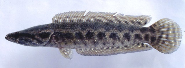 ปลากระสง ช่อนไช
Channa lucius   (Cuvier, 1831)
 ขนาด 40cm
ช
