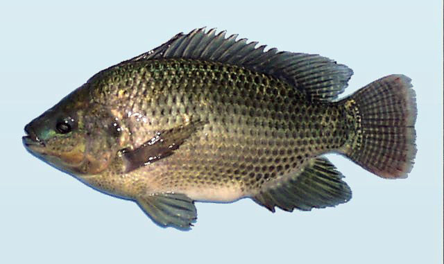 ปลานิล
Oreochromis niloticus niloticus   (Linnaeus, 1758)  
Nile tilapia  
ขนา