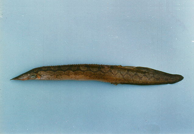 ปลากระทิง
Mastacembelus armatus   (Lacepède, 1800)  
Zig-zag eel  
ข