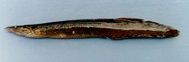 ปลากระทิงผ้าร้าย
Mastacembelus favus   Hora, 1924  
Tire track eel