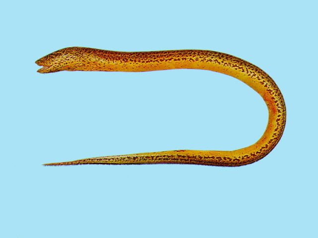 ปลาไหลนา
Monopterus albus   (Zuiew, 1793)  
Asian swamp eel  
ขนาด 100cm
