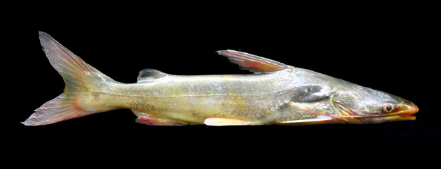 ปลาหัวอ่อน
Osteogeneiosus militaris   (Linnaeus, 1758)  
Soldier catfish  
