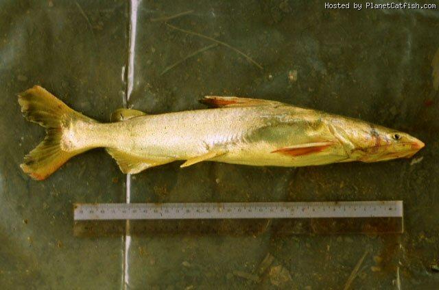 ปลากดคันหลาว
Cryptarius truncatus   (Valenciennes, 1840) ขนาด 42cm
