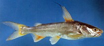 ปลาอุกเหลือง
Arius venosus   Valenciennes, 1840  
Veined catfish  
ขน