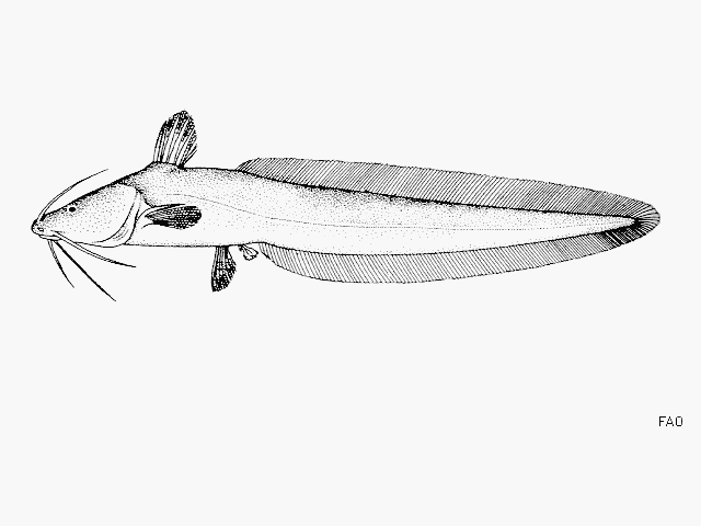 ปลาดุกทะเล มิหลัง
Plotosus canius   Hamilton, 1822  
Gray eel-catf