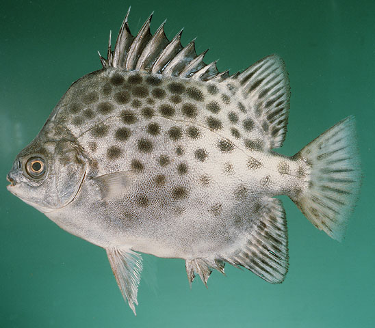 ปลาขี้ตัง ตะกรับเสือดาว
Scatophagus argus   (Linnaeus, 