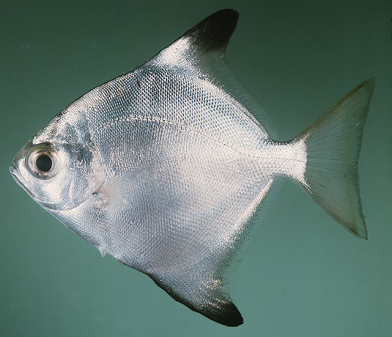 ปลาผีเสื้อเงิน
Monodactylus argenteus   (Linnaeus, 1758)  
Silver moon