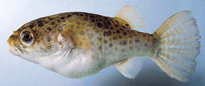 ปลาปักเป้าปากแม่น้ำ
Tetraodon nigroviridis
Marion de Proc&eg